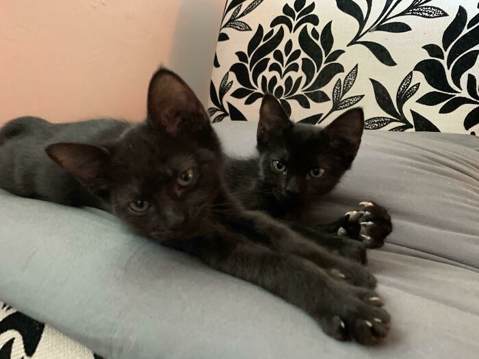 Sally Showing Off Her Murder Mittens This Morning. She’s Not A Morning Kitten