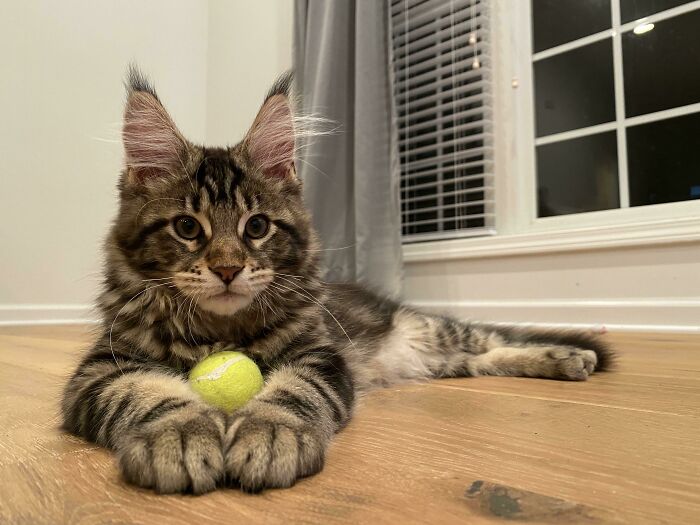 Wild Man’s 15 Weeks Old Today, His Paws Are The Size Of A Full Grown Cat