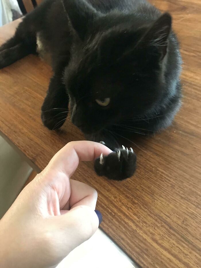 Plopped Down In Front Of Me, Extended A Paw, When Suddenly... Murder Mitten