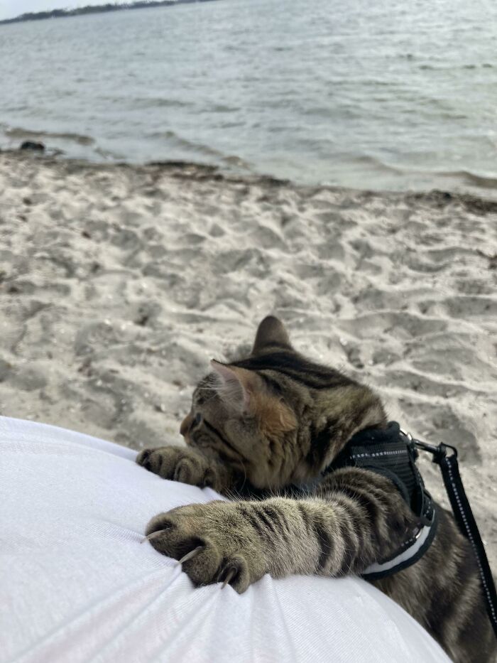 Tried Taking Our Murder Machine To The Beach... He Loved It