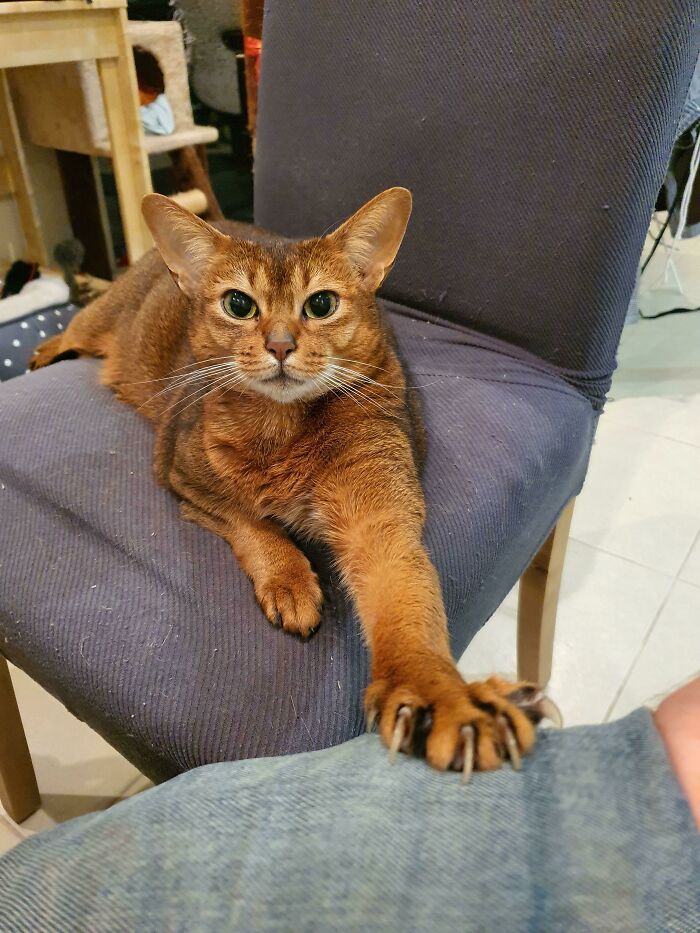 Mostrando una de sus manoplas asesinas 