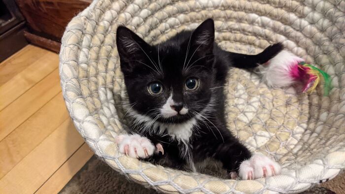 Since Her Talons Got Lots Of Hype Yesterday, Here's Lucille II At Max Cute And Max Murder Levels