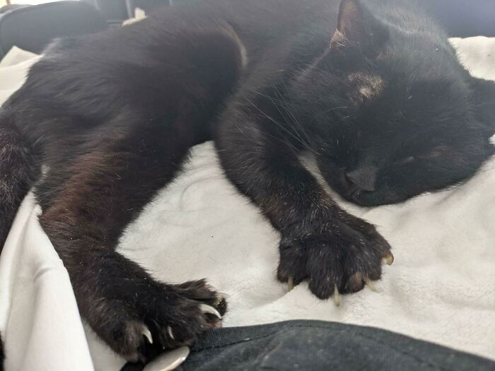 Estas son las manoplas de Gismo, un abuelito de 18 años