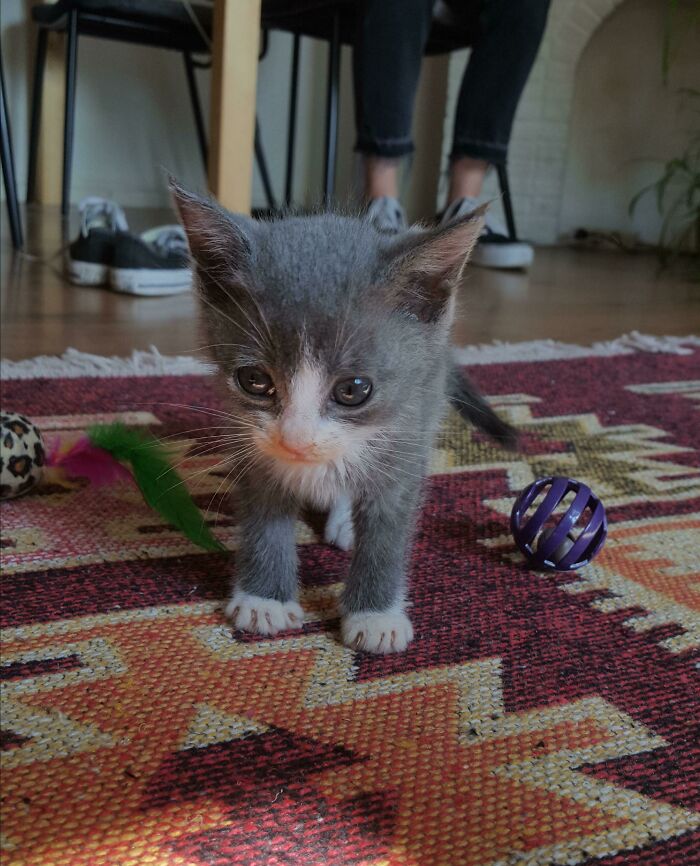 Miniature Murder Mittens