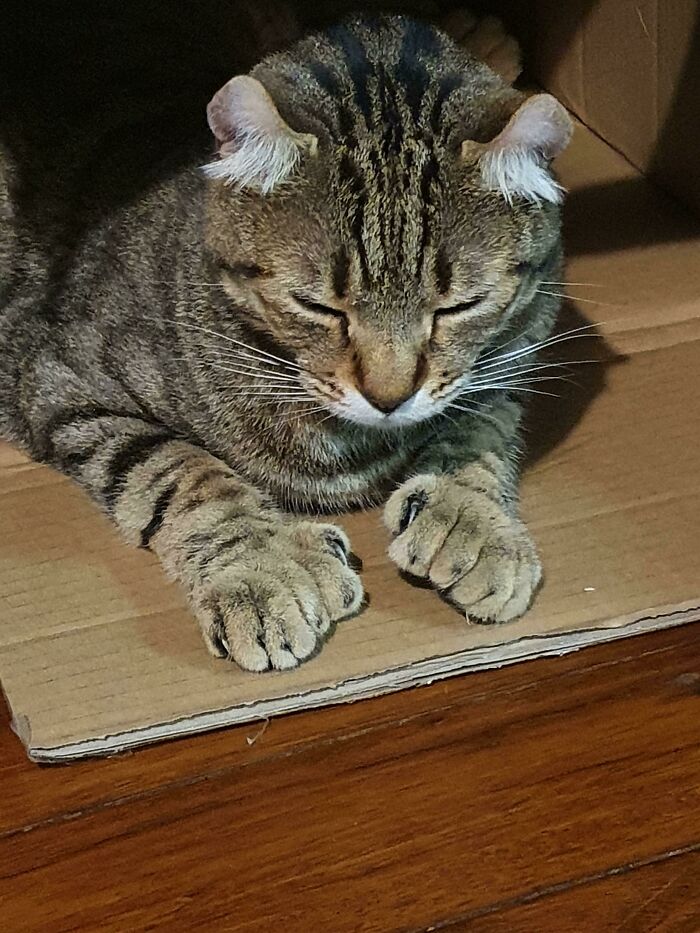 Manoplas y mucho pelo… Melvin es un tipo divertidísimo