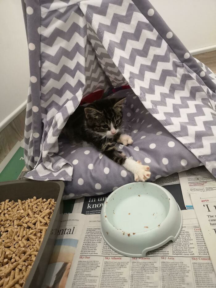 Smol Flex. She Demands Food. Gib Now