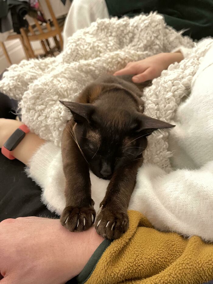 The Chances Of A Sleeping Cat Murdering You Are Low, But Never Zero