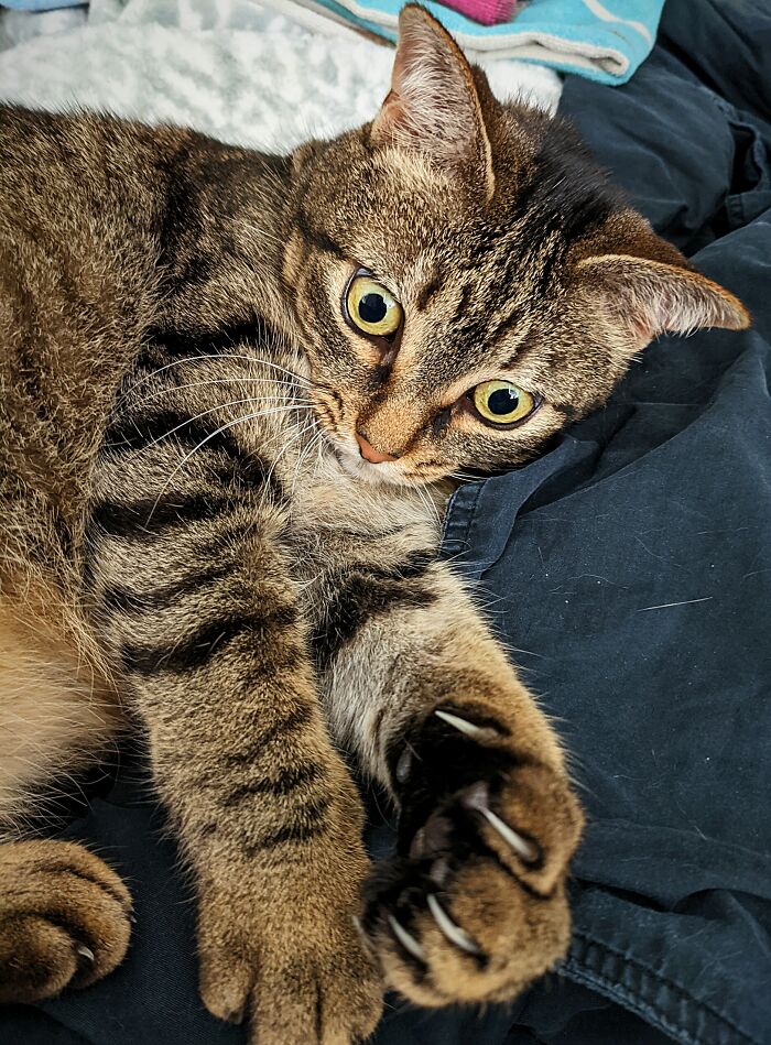 Izzy acaba de darse cuenta de que es un gato