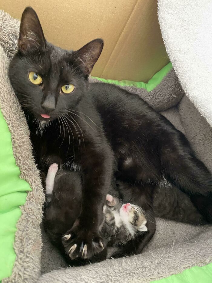 No te metas con mamá