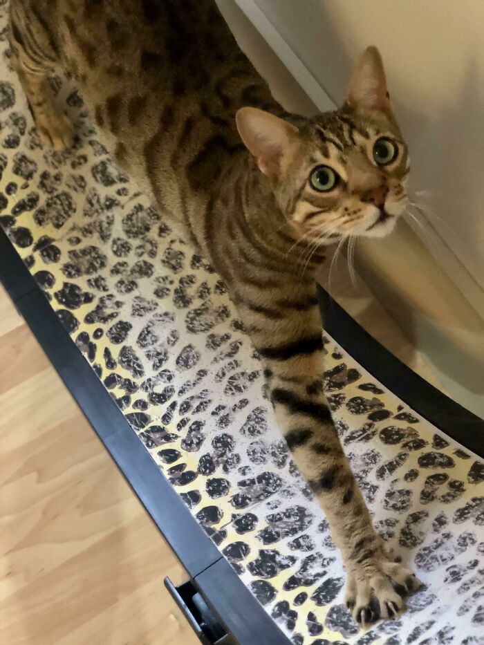 Atticus Offers One Murder Mitten 