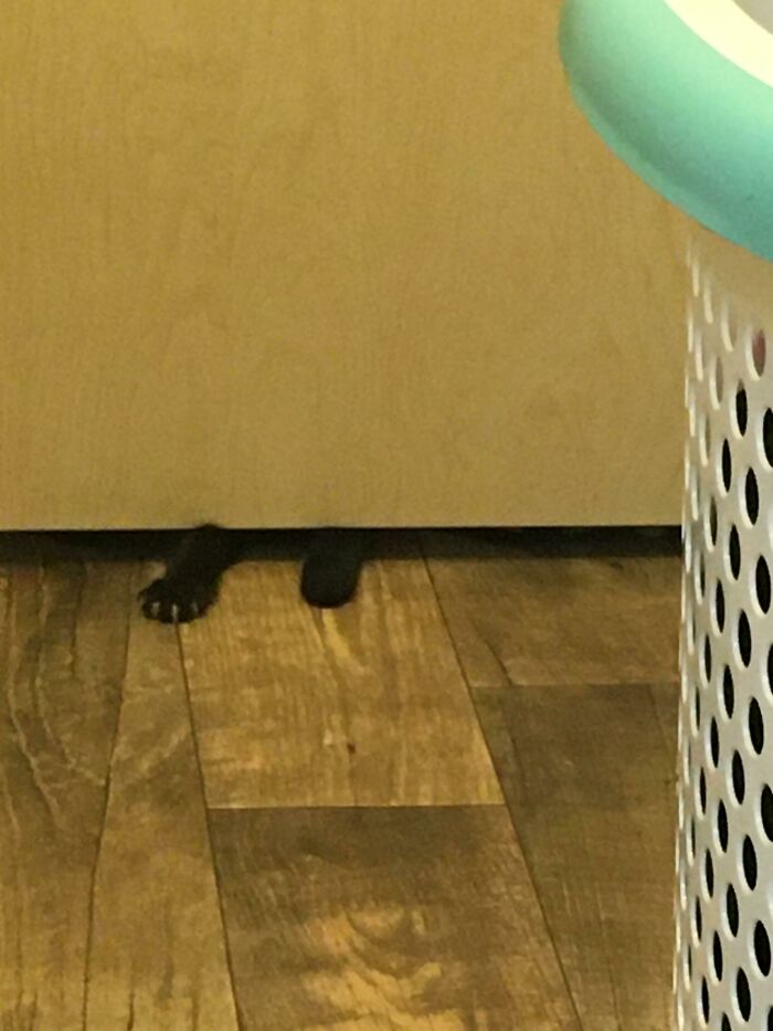 New Kitten Says You’ll Never Pee Alone Again