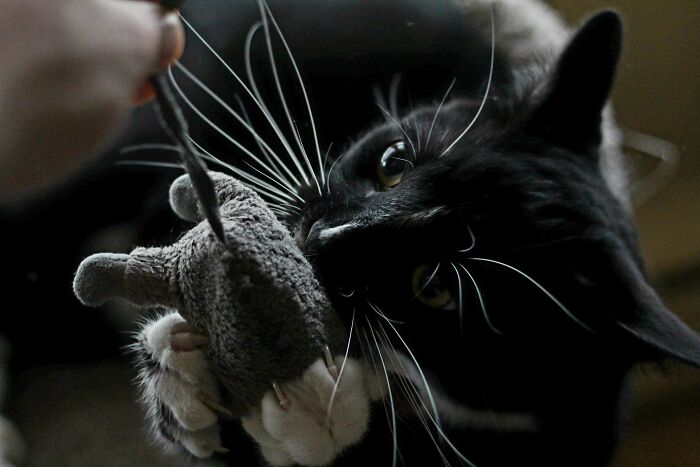 Dumbest, Most Loveable Apex Predator I Know