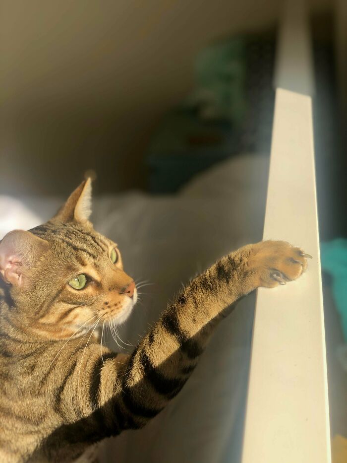 Atticus Has Very Cute Murder Mittens 