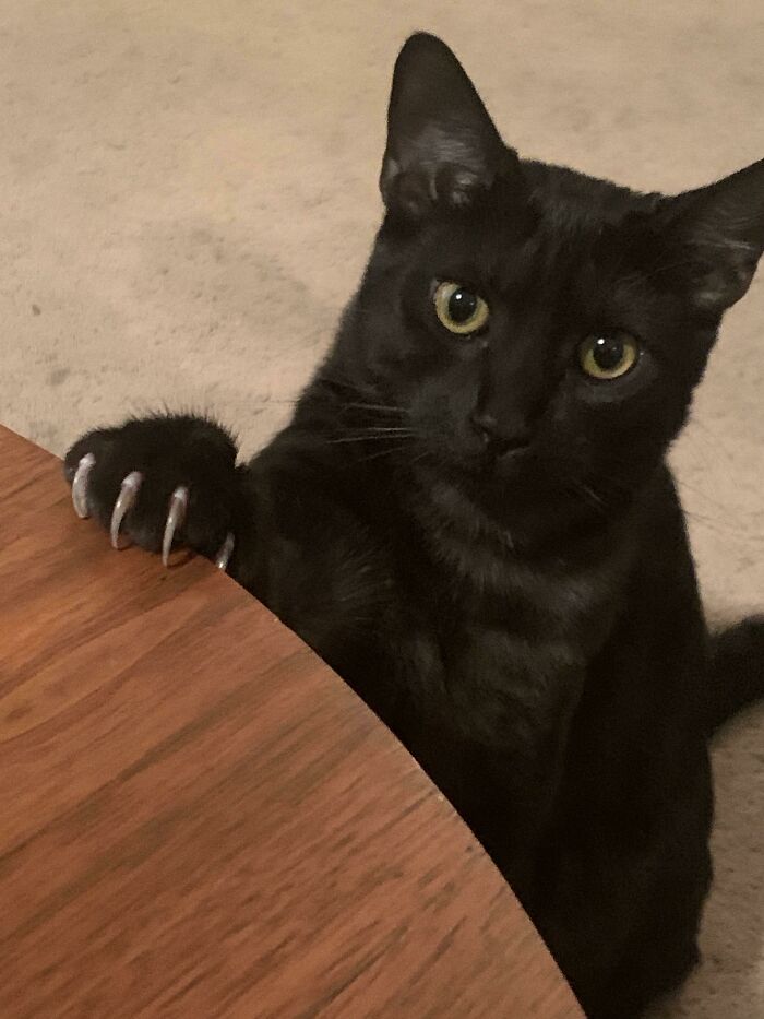 “Me entregarás el pollo o tu vida, tú decides”