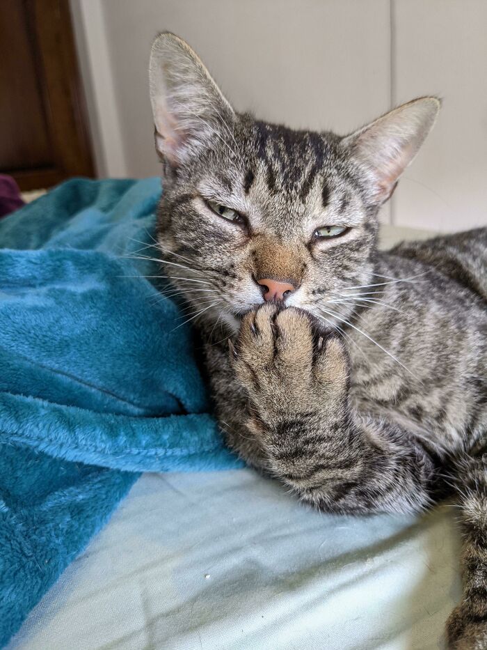 Tyranitar Is Very Good At Keeping His Murder Feets Clean