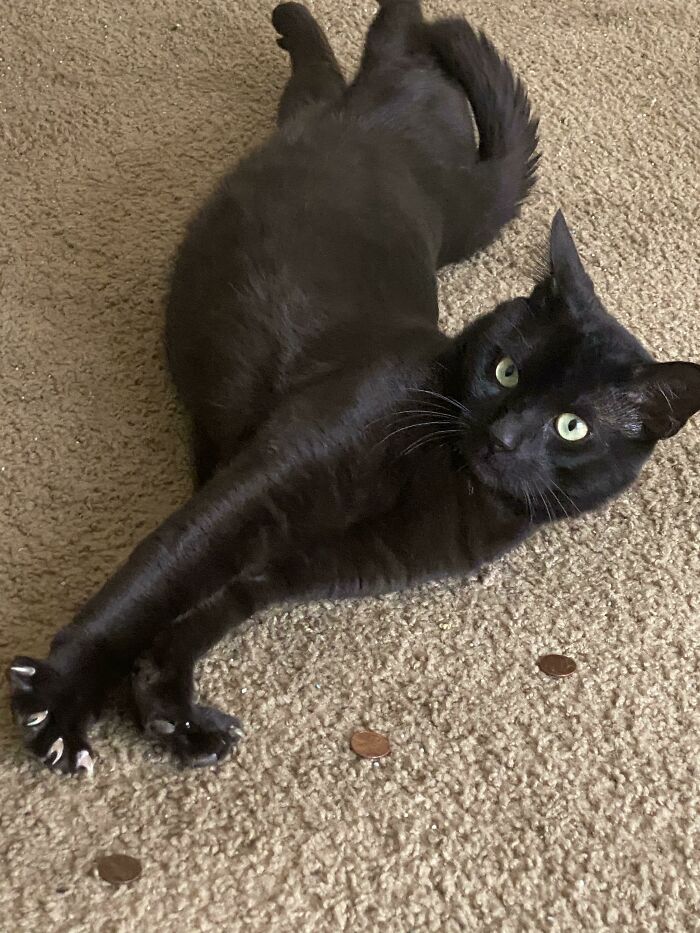 Look At The Claws On My Boy