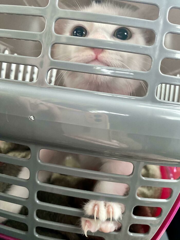 Vet Failed To Impress Ethel-Egg Today