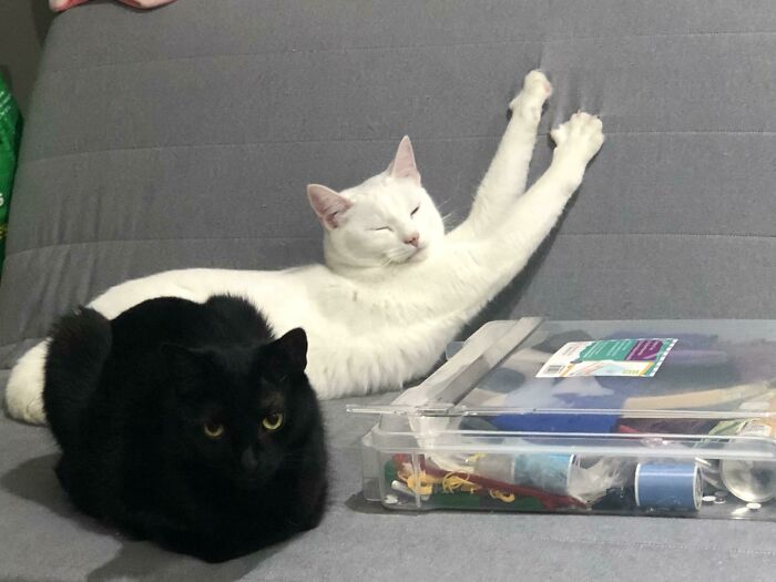 Meelo’s Murder Mittens Stuck On The Couch, Nori Is Very Unimpressed