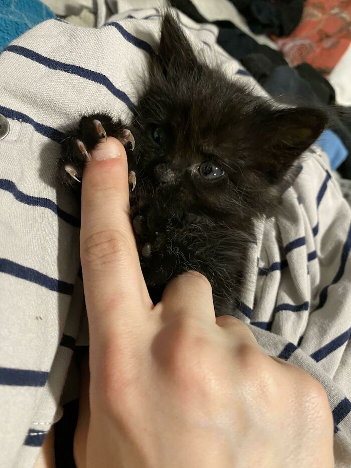 Descubriendo sus mortíferas manoplas