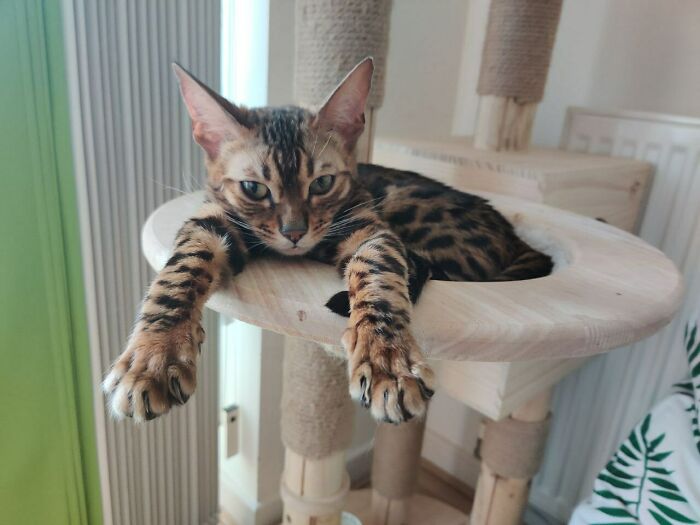 Holstered Murder Mittens