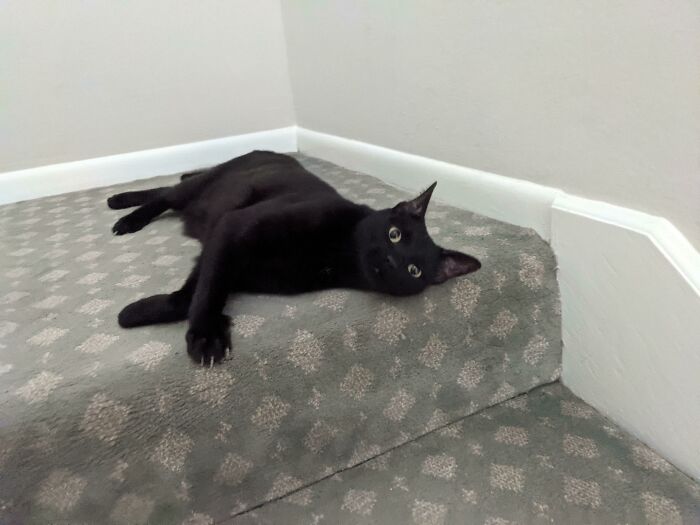 This Is My Staircase Murder Mittens