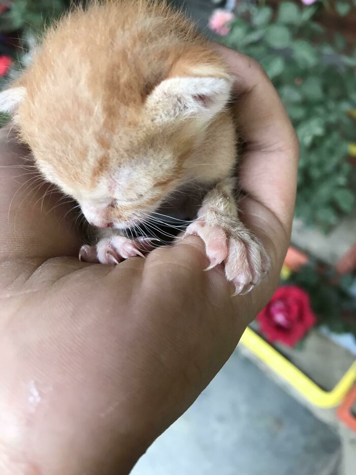 Meet Little Joy,five Seconds After She Finished Murdering My Left Hand With Her Tiny Claws