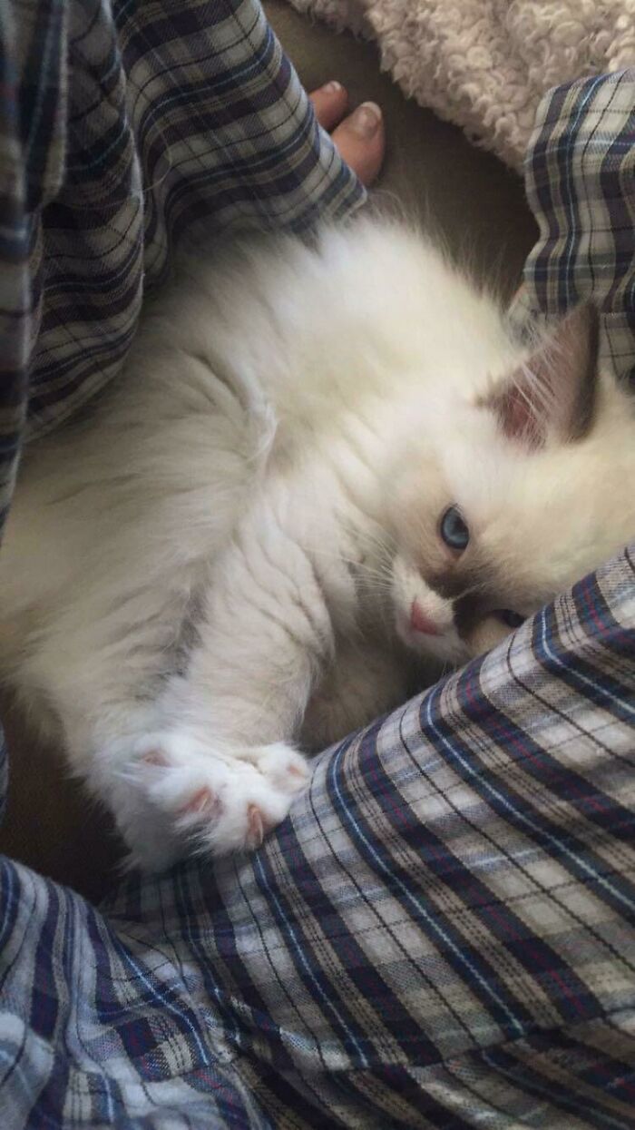 Threatening Me With Her Murder Mittens