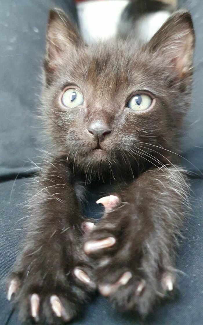 Pequeño, pero con grandes garras