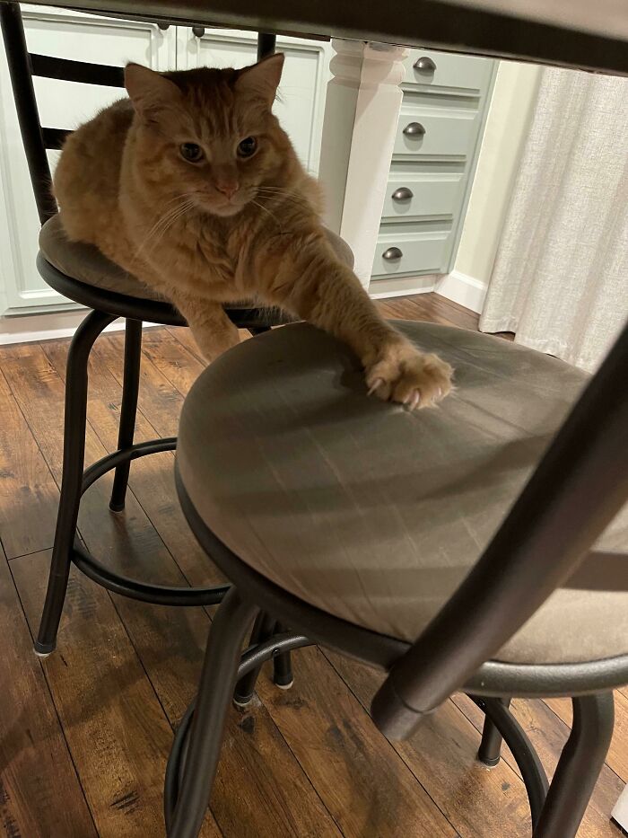 I Demand Treats At This Hour!