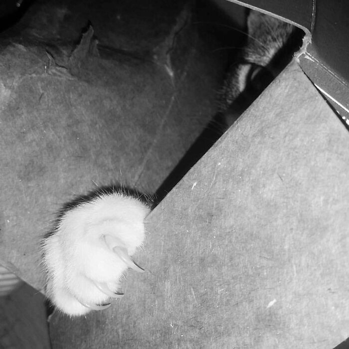 "For The Entrance To This Cave Is Guarded By A Creature So Foul, So Cruel, That No Man Yet Has Fought With It... And Lived!"