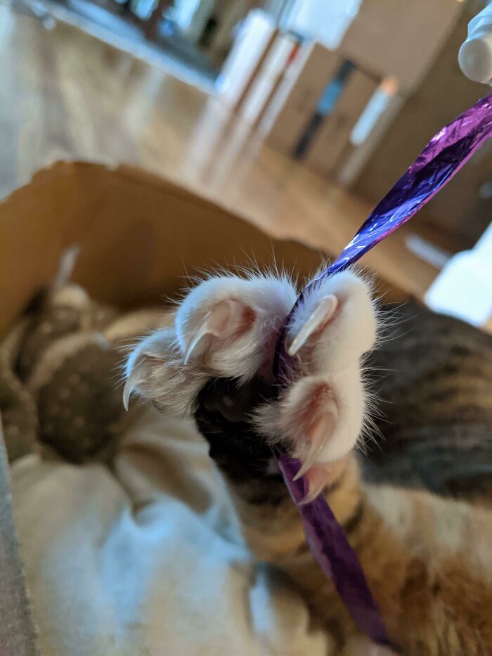 She Has Decided This Ribbon Is A Menace And No Punishment Is Too Harsh