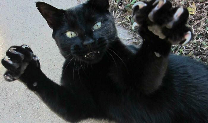 Que en paz descanses, Graybeard. Me dejaste consentirte durante 12 años, y fue un privilegio 