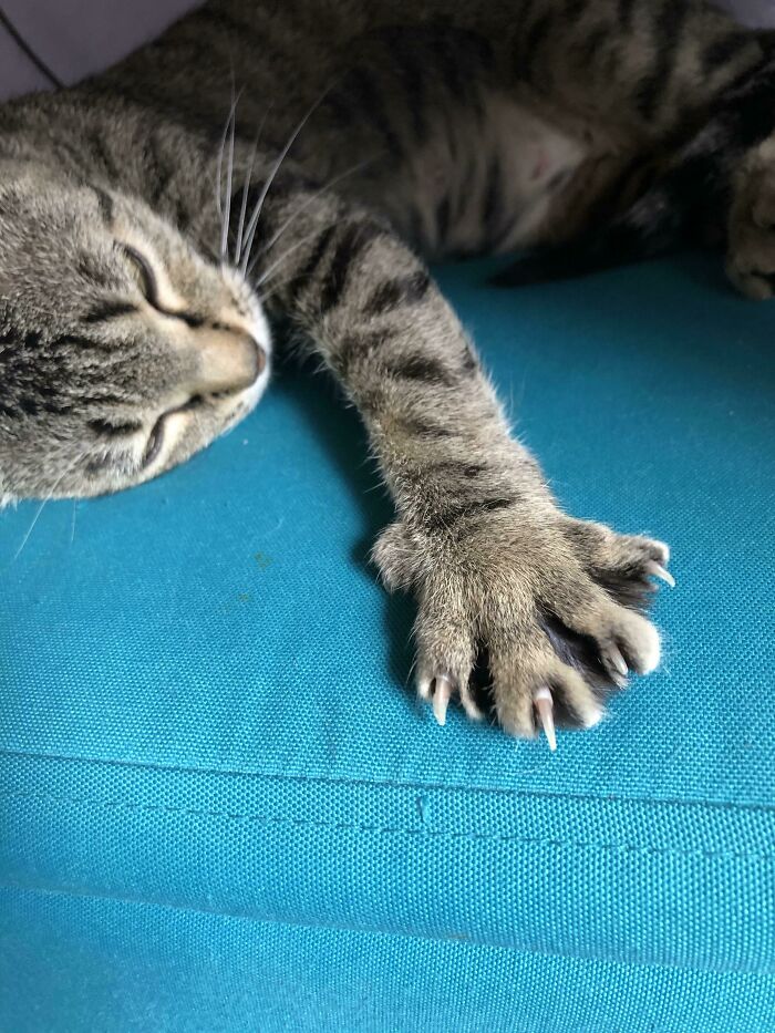 New Kitty Getting Comfy Biscuit Making