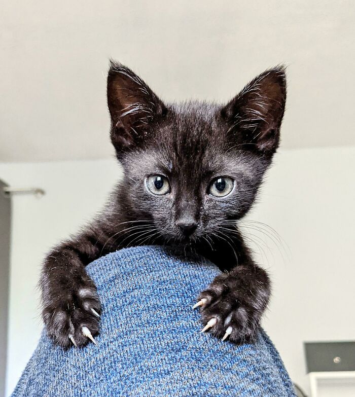 Cutest Little Death Machine