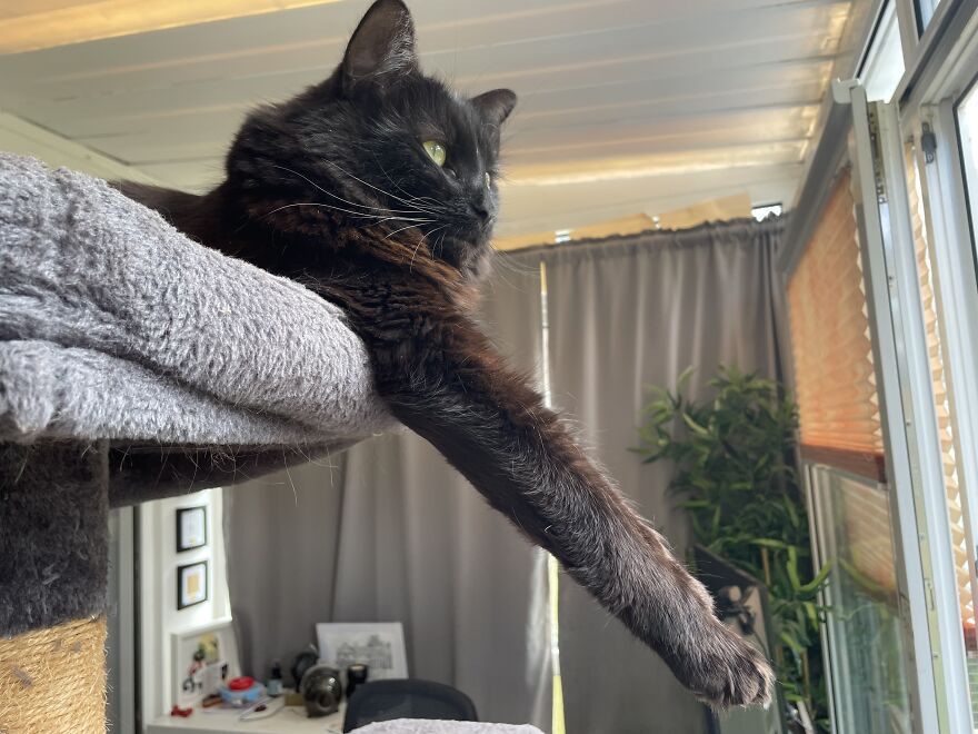 It's Black Cat Appreciation Day! My Cat Shaped Black Milk Bread Recipe! 🖤😻