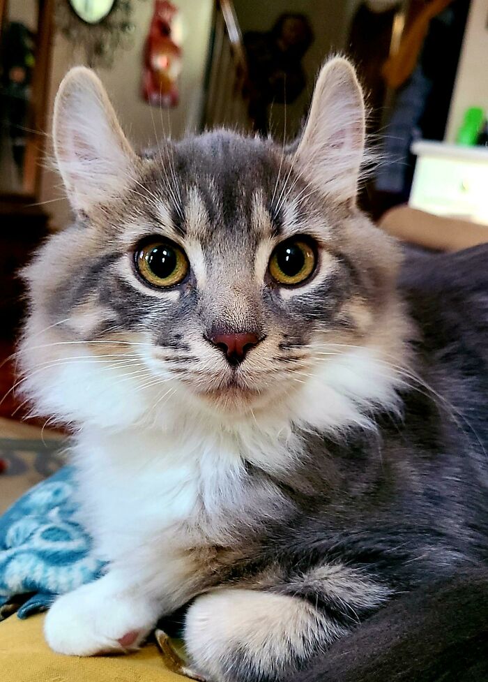 Este es Beau, lo adopté después de que llegó a través del refugio en el que trabajo. Me encantan sus orejas