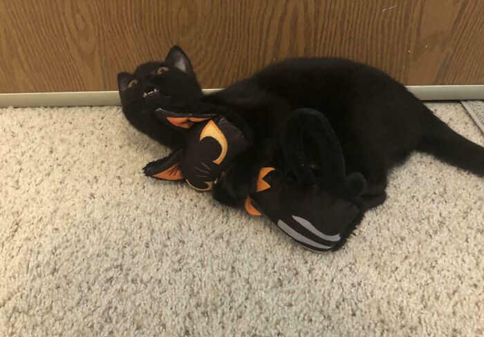 Mi recién adoptada Goober Luna y su mini Luna