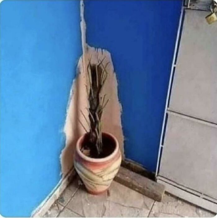 Me pagan para pintar, no para que mueva plantas