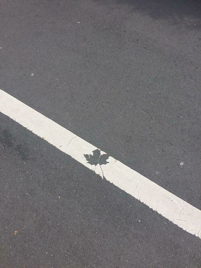 Can’t Beleave They’d Leaf It Like This