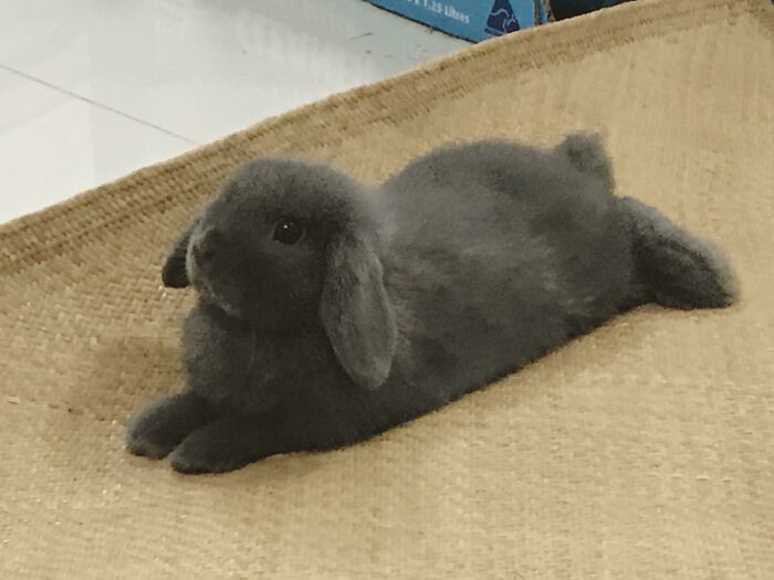 Just Chillin And Being Super Adorable