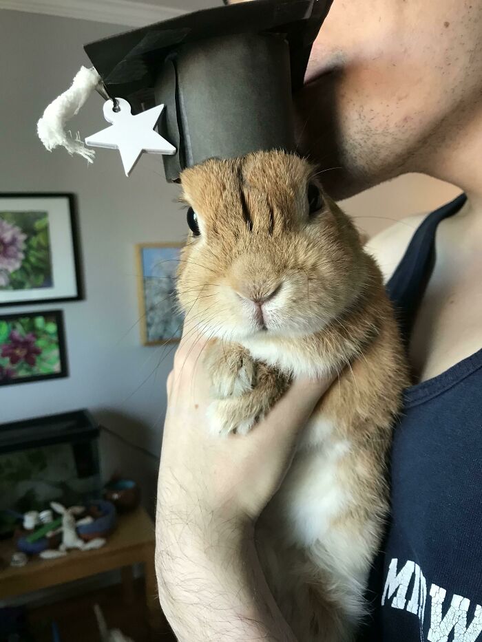 Cute bunny wearing a tiny graduation cap being held lovingly in a person's arms.