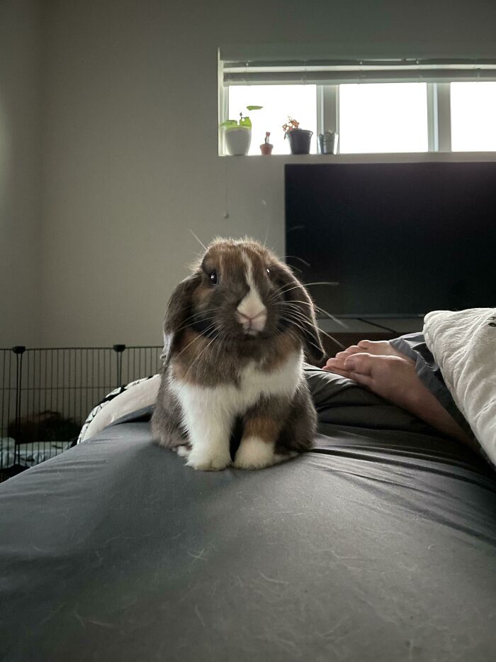 Does Anyone Else Wake Up To A Little Bed Bun?