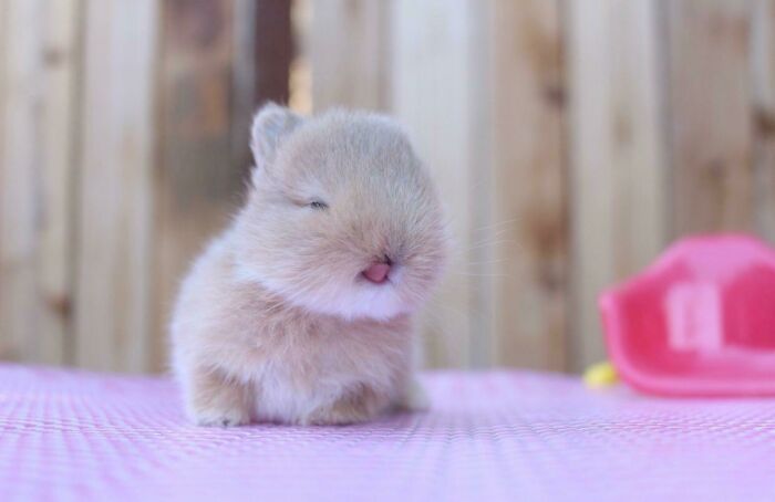 Pudding As An Infant