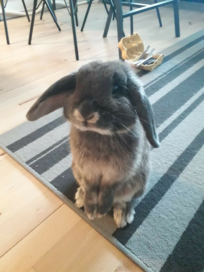 When My GF Moved In, This Little Guy Also Did. He Was Hers But Now He Is Ours And He Brings Us So Much Joy