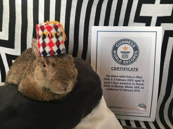 Mick, The World's Oldest Living Rabbit