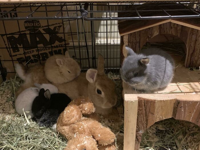 I Don’t Mean To Spam You All With These Bunnies, But This Was Too Good To Miss