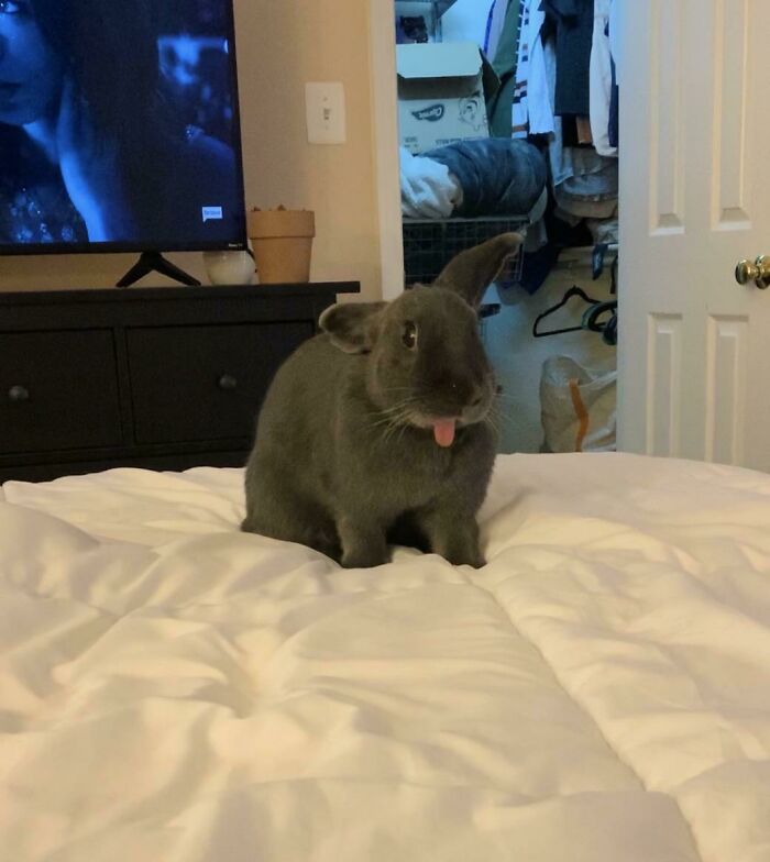 I’m 98% Sure This Is An Illegal Level Of Cute