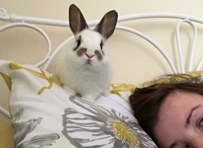 Fell Asleep Last Night And Didn’t Put Oliver Back In His Pen. How I Woke Up This Morning