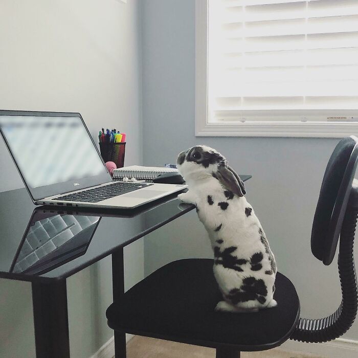 I Appreciate Your Effort But This Work Is Subpar, Human. I’ll Redo It Myself. 10/10 Would Agree I’m The Best Coworker Ever