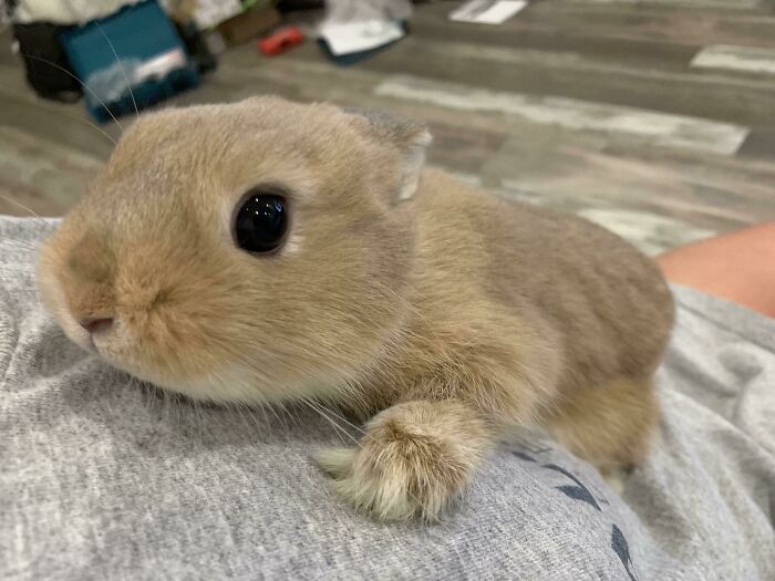 From This Angle Pudding Looks Like A Lizard